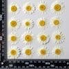 Resin Supplies : Dried Flower Pressed Flower