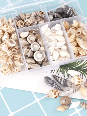 1124 ShellsConatiner Resin Supplies : Natural Seashells in Box
