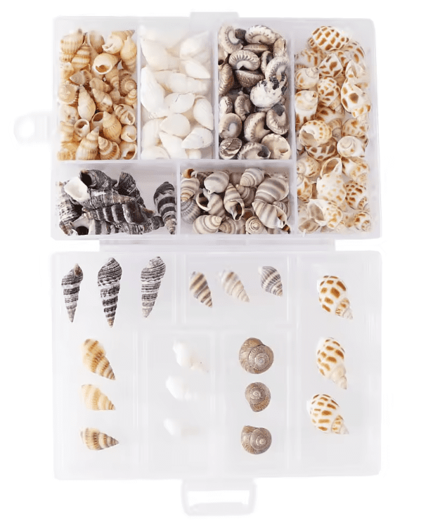Resin Supplies : Natural Seashells in Box