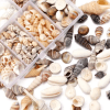 Resin Supplies : Natural Seashells in Box
