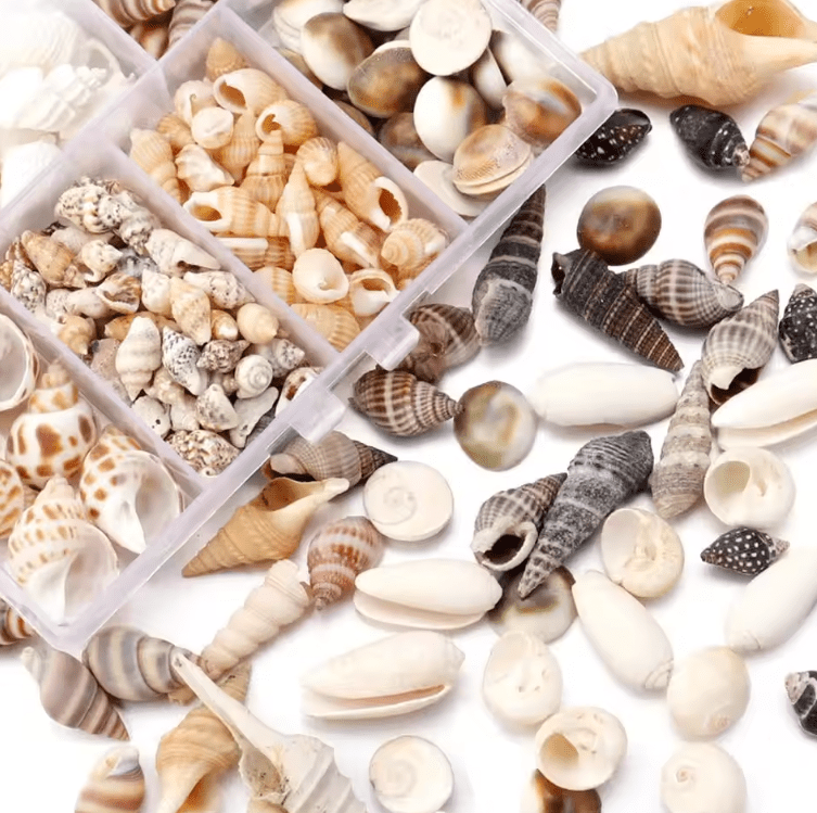 Resin Supplies : Natural Seashells in Box