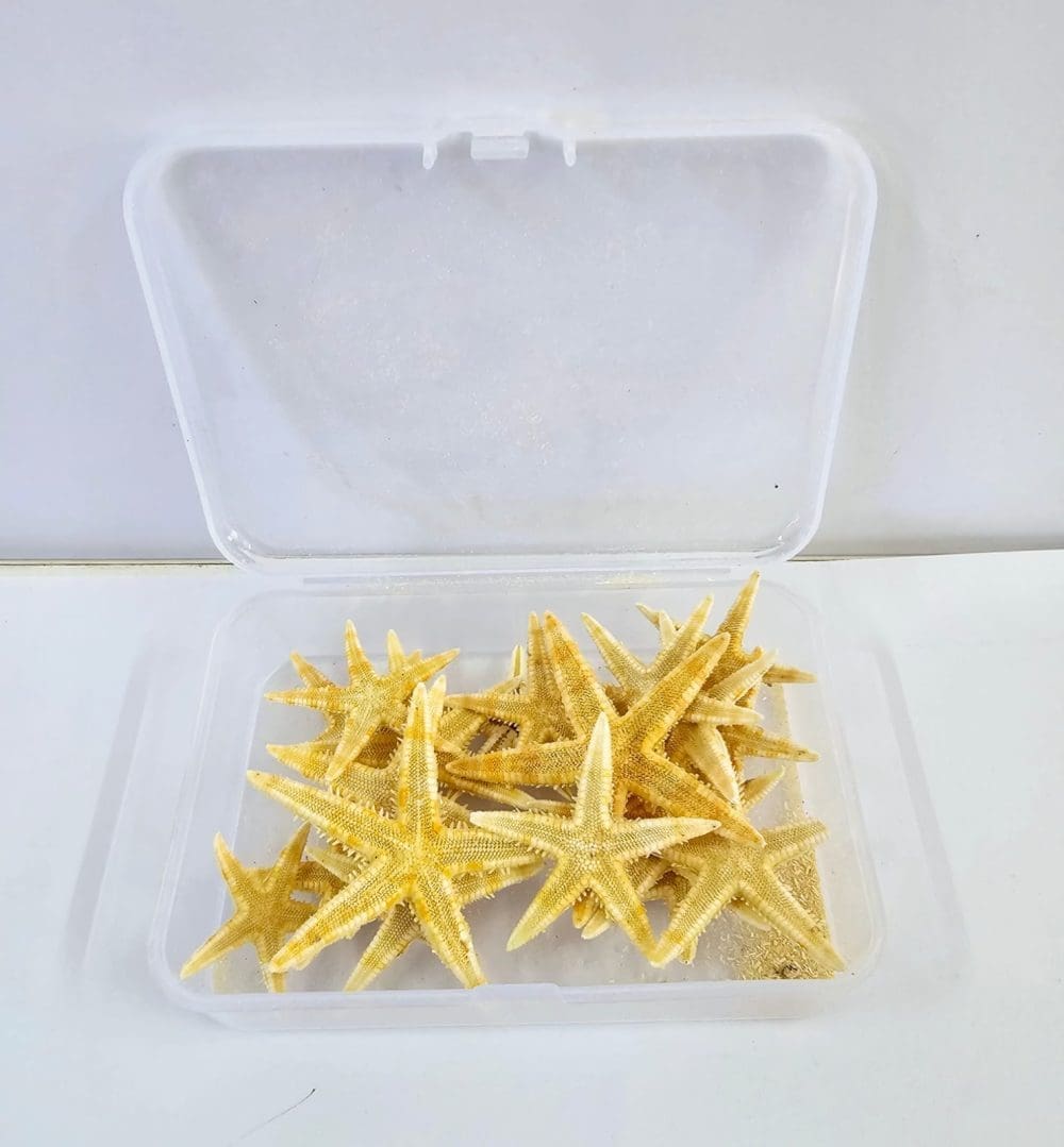 Resin Supplies : Starfish Shells in container