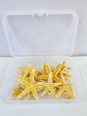 Resin Supplies : Starfish Shells in container