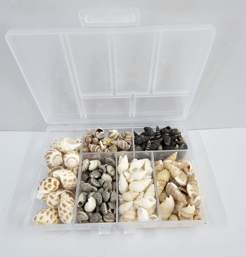 Resin Supplies : Natural Seashells in Box