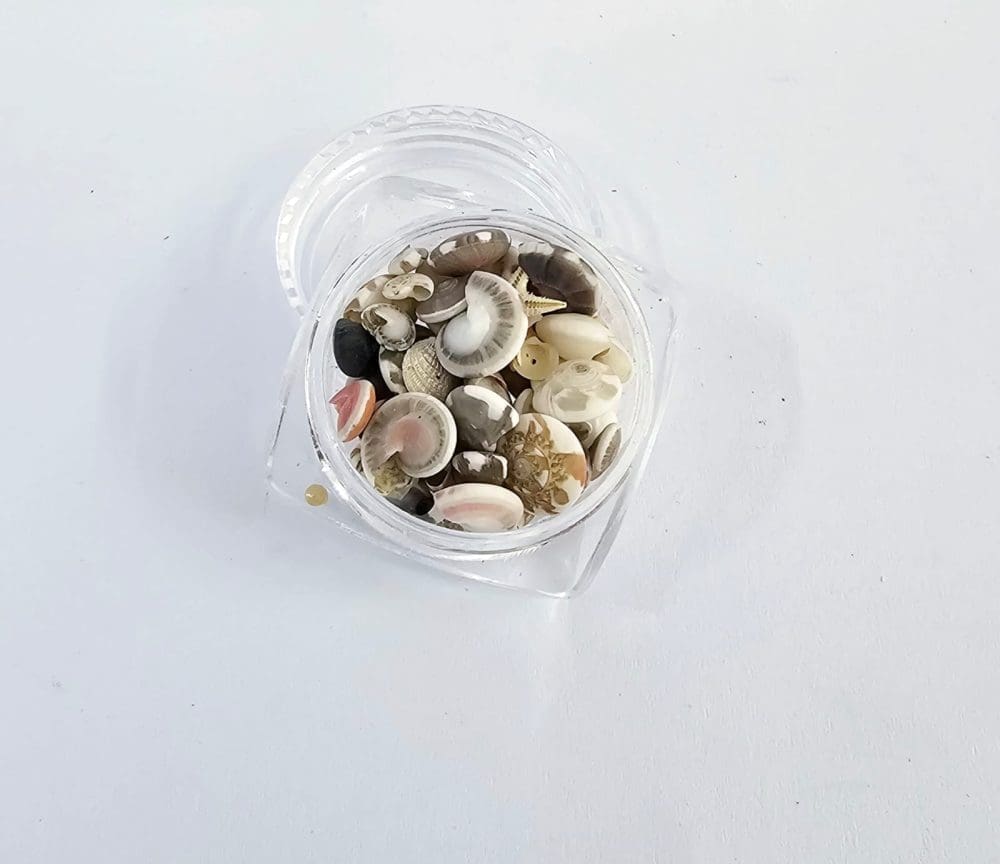Resin Supplies : Mini Shell Conch Natural Set in Round container