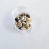 Resin Supplies : Mini Shell Conch Natural Set in Round container