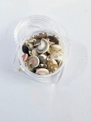 Shells Small Resin Supplies : Mini Shell Conch Natural Set in Round container