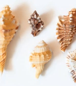 #240 Fine Point DecoColor Premium Paint Marker