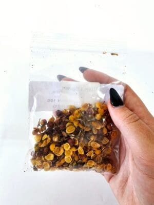 Epoxy, Soap & Candle Art : Albizia Julibrissin in a bag (DF1)