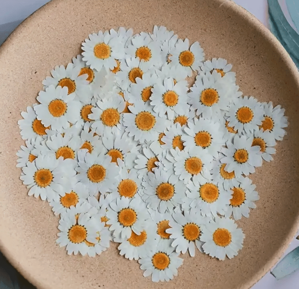 Resin Supplies : Dried Pressed White Chrysanthemum Petals