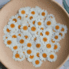Resin Supplies : Dried Pressed White Chrysanthemum Petals