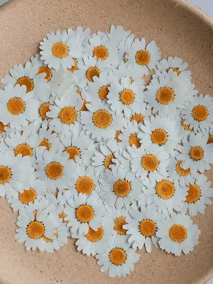 Resin Supplies : Dried Pressed White Chrysanthemum Petals