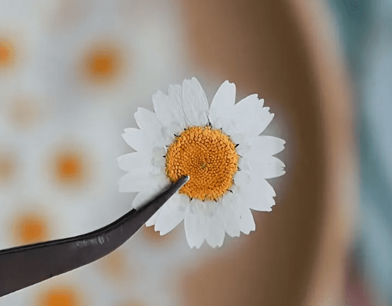 Resin Supplies : Dried Pressed White Chrysanthemum Petals