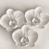 Silicone Mould : Phalaenopsis Orchid Flower Silicone Mould (PhlOrc)