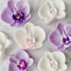 Silicone Mould : Phalaenopsis Orchid Flower Silicone Mould (PhlOrc)